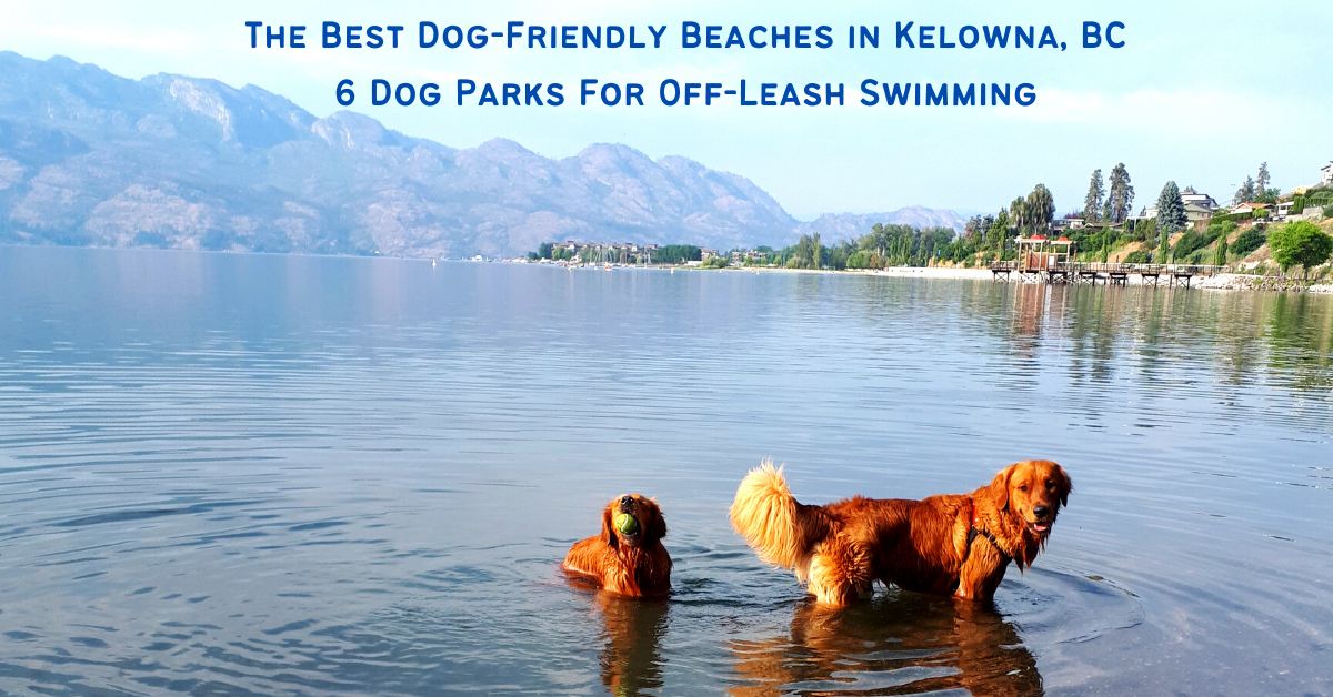 6 Best Kelowna Dog Friendly Beaches Best Parks For OffLeash Swimming